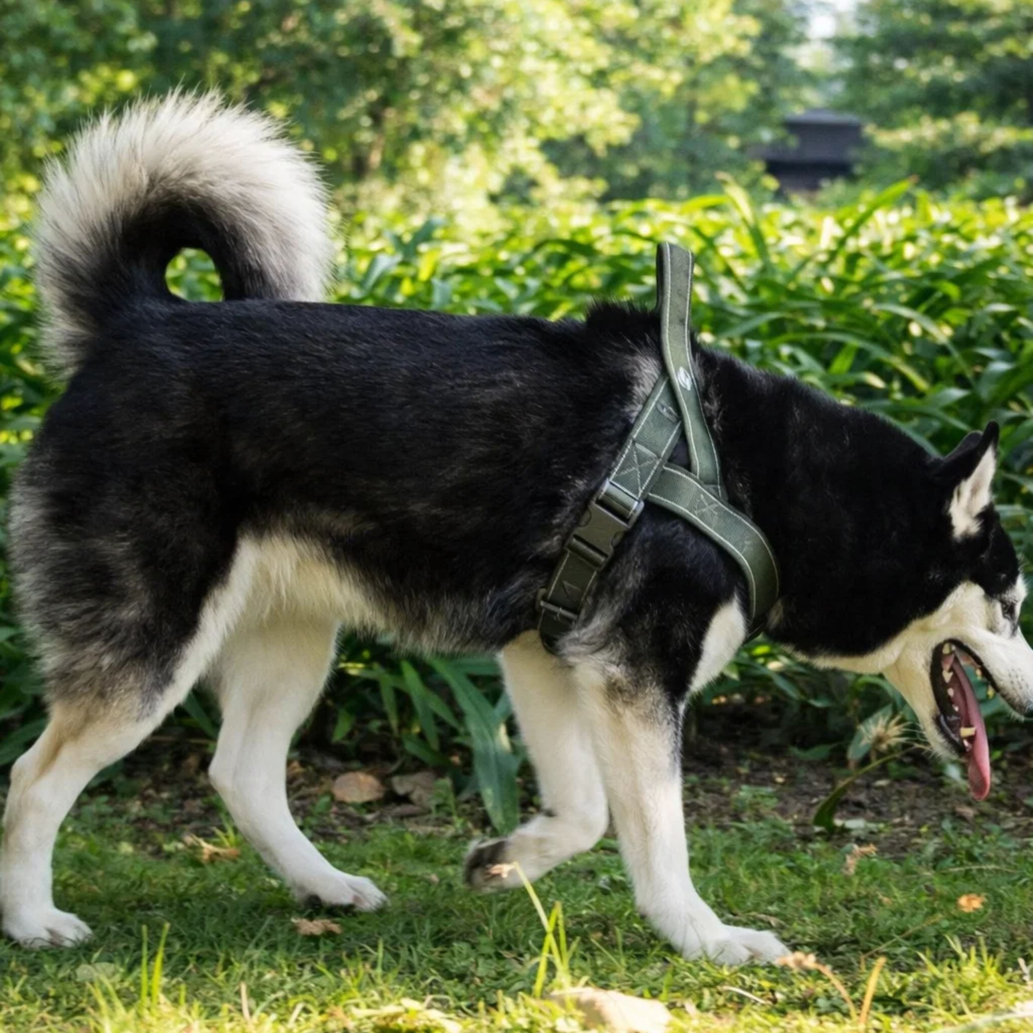 Dog Harness | No-Pull, Adjustable | Delphine, All Sizes