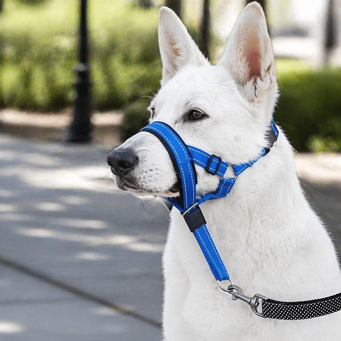 Dog Head Collar | No Pull, Padded Nose Loop | Adjustable Control