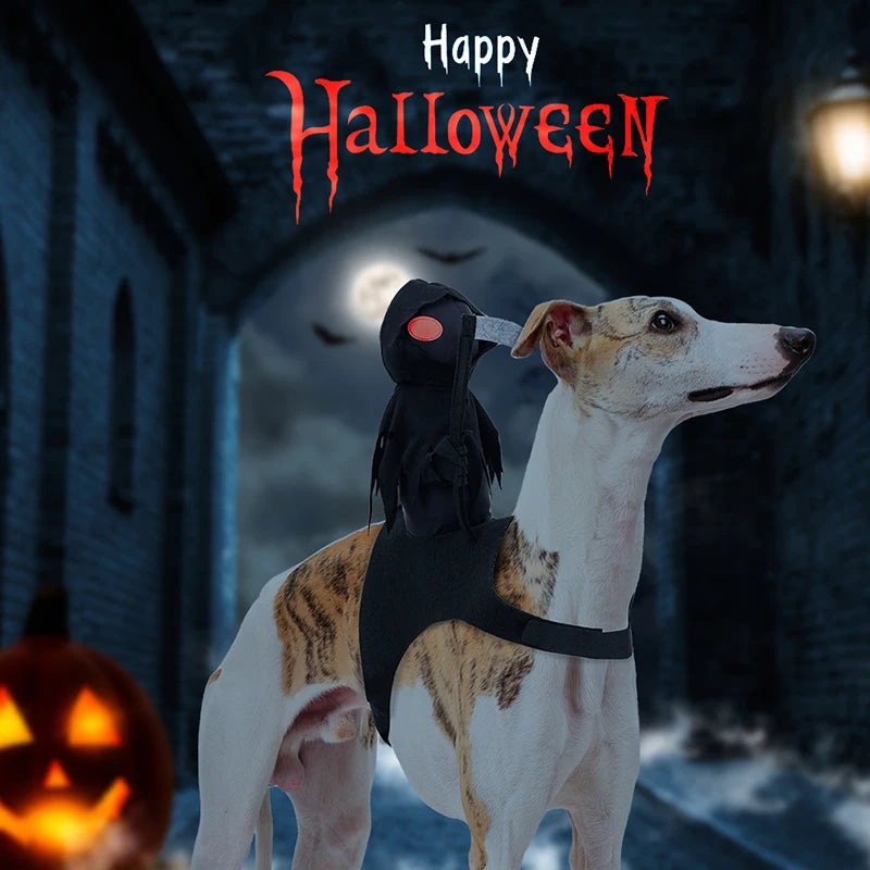 Talia | Halloween Pet Costume | Dark Knight, Dogs & Cats | Black, S-L