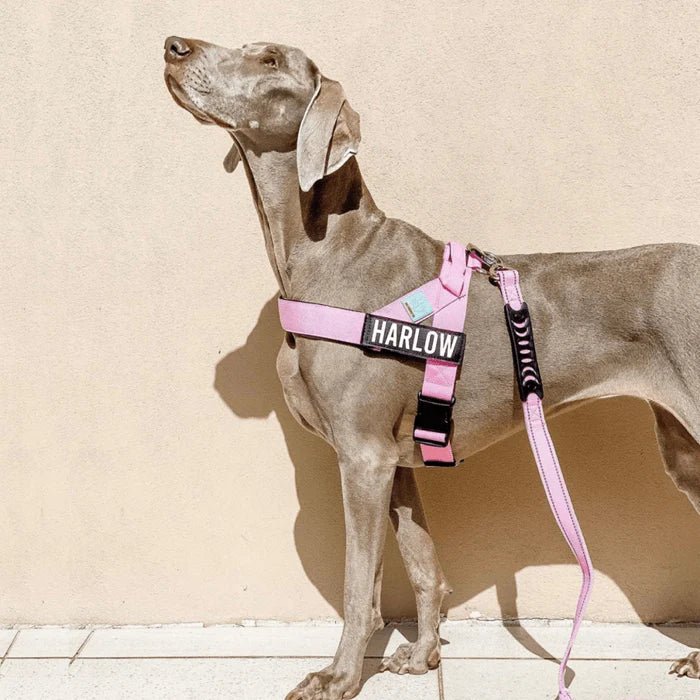 Dahlia | Dog Harness | Reflective, Adjustable & Personalized | No Chafe, Perfect Fit