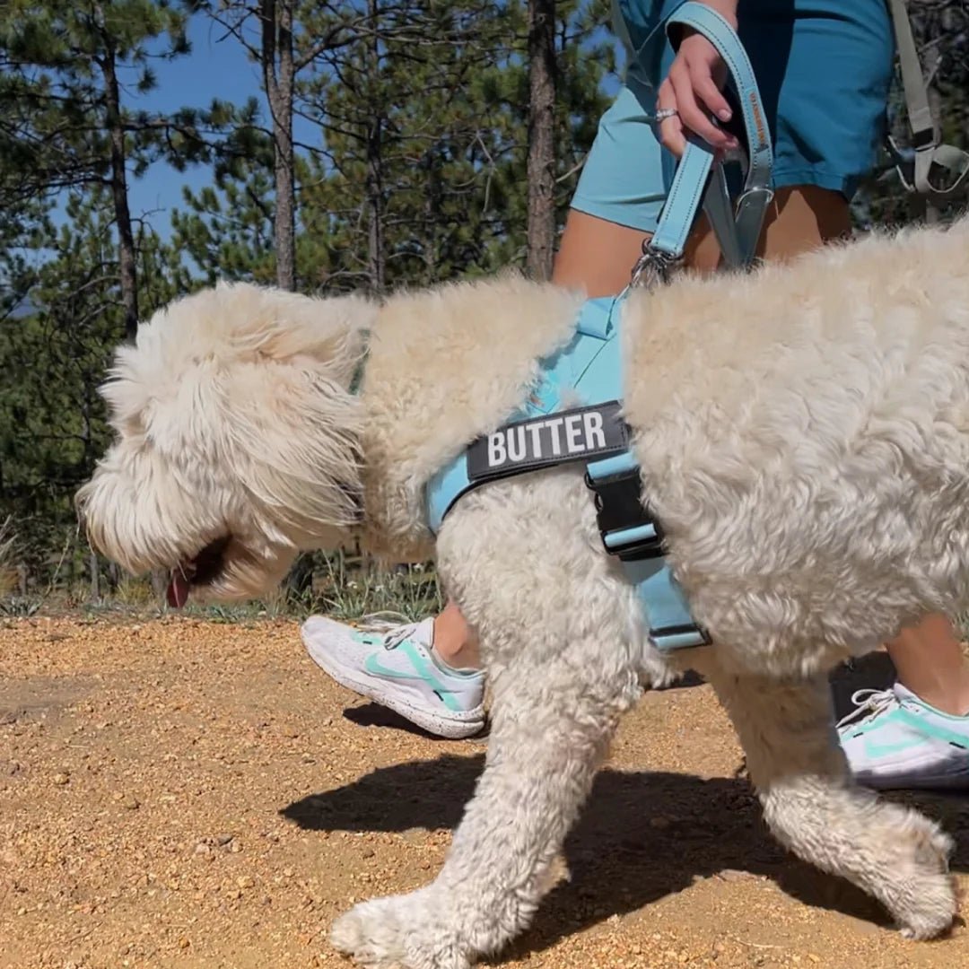 Dahlia | Dog Harness | Reflective, Adjustable & Personalized | No Chafe, Perfect Fit