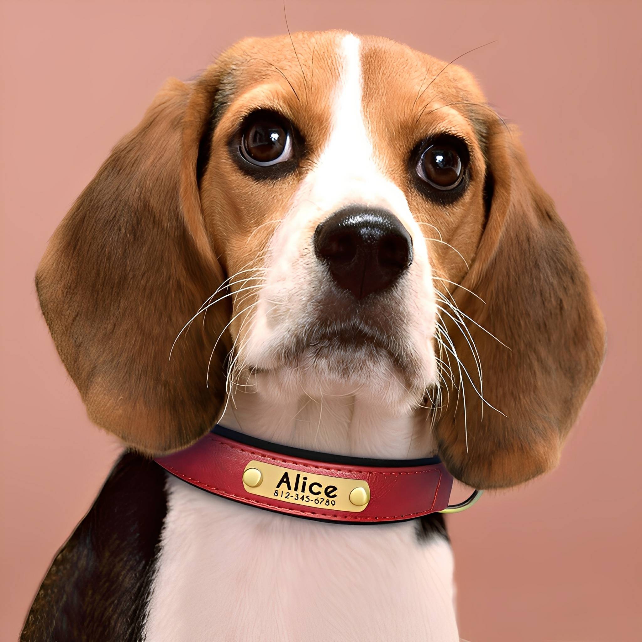 Cassia | Personalized Pet Parent Gift | Engraved Leather Dog Collar | XS to XL