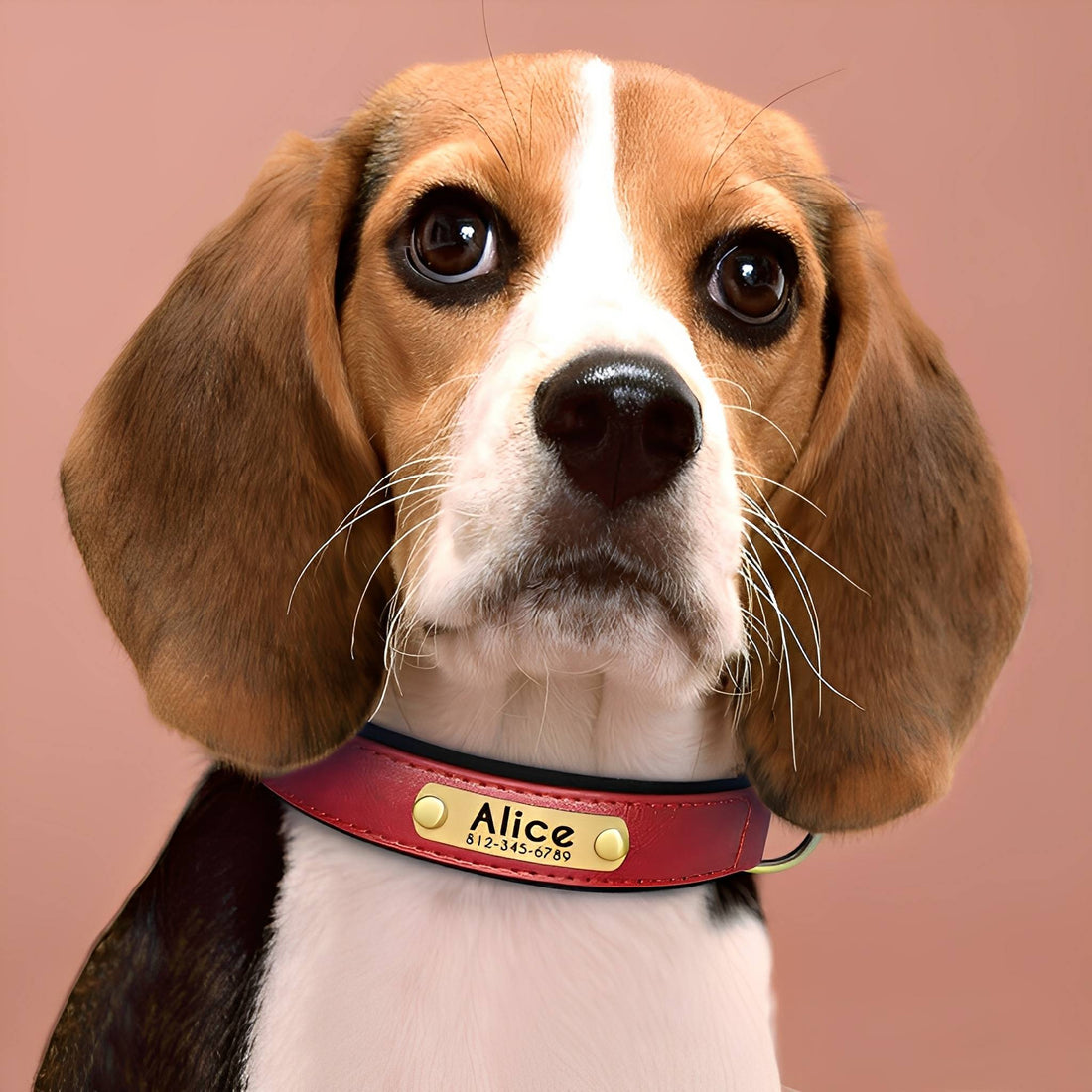 Cassia | Personalized Pet Parent Gift | Engraved Leather Dog Collar | XS to XL