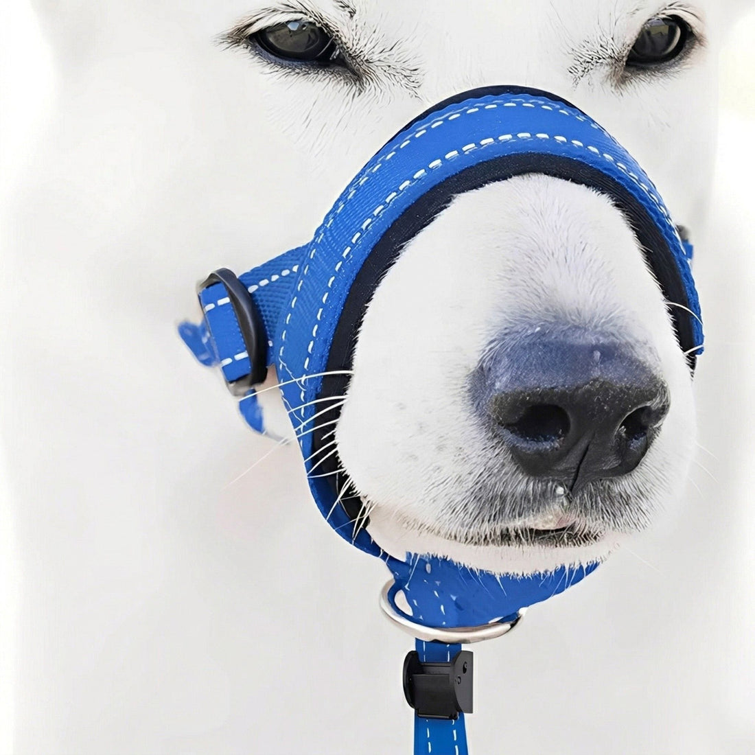 Dog Head Harness | Anti-Pull, Padded | Walk Control | Wynne