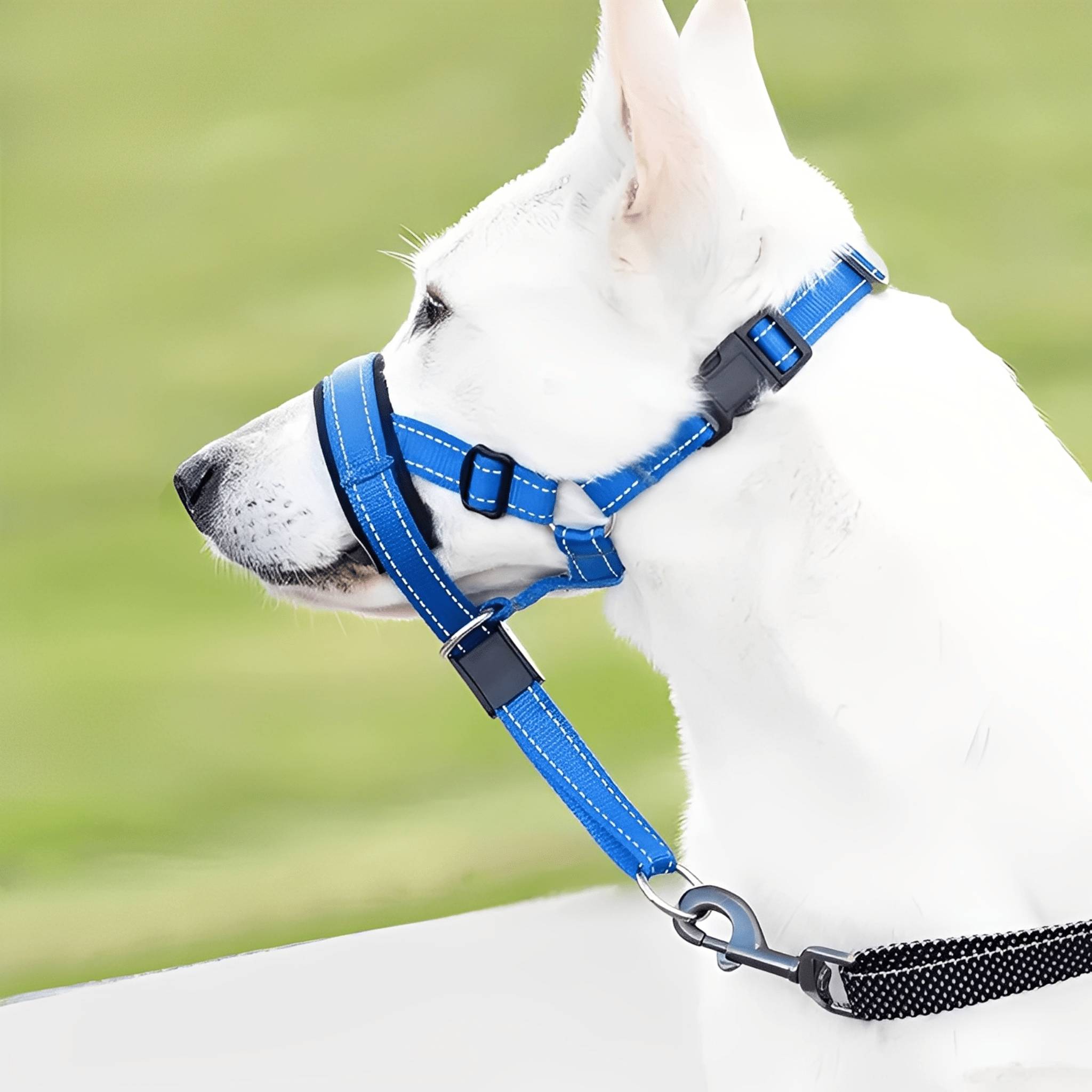 Dog Head Collar | No Pull, Padded Nose Loop | Adjustable Control