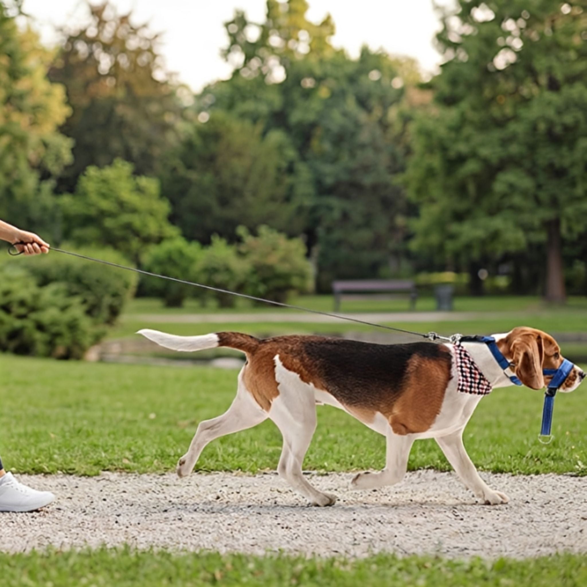 Dog Head Harness | Anti-Pull, Padded | Walk Control | Wynne