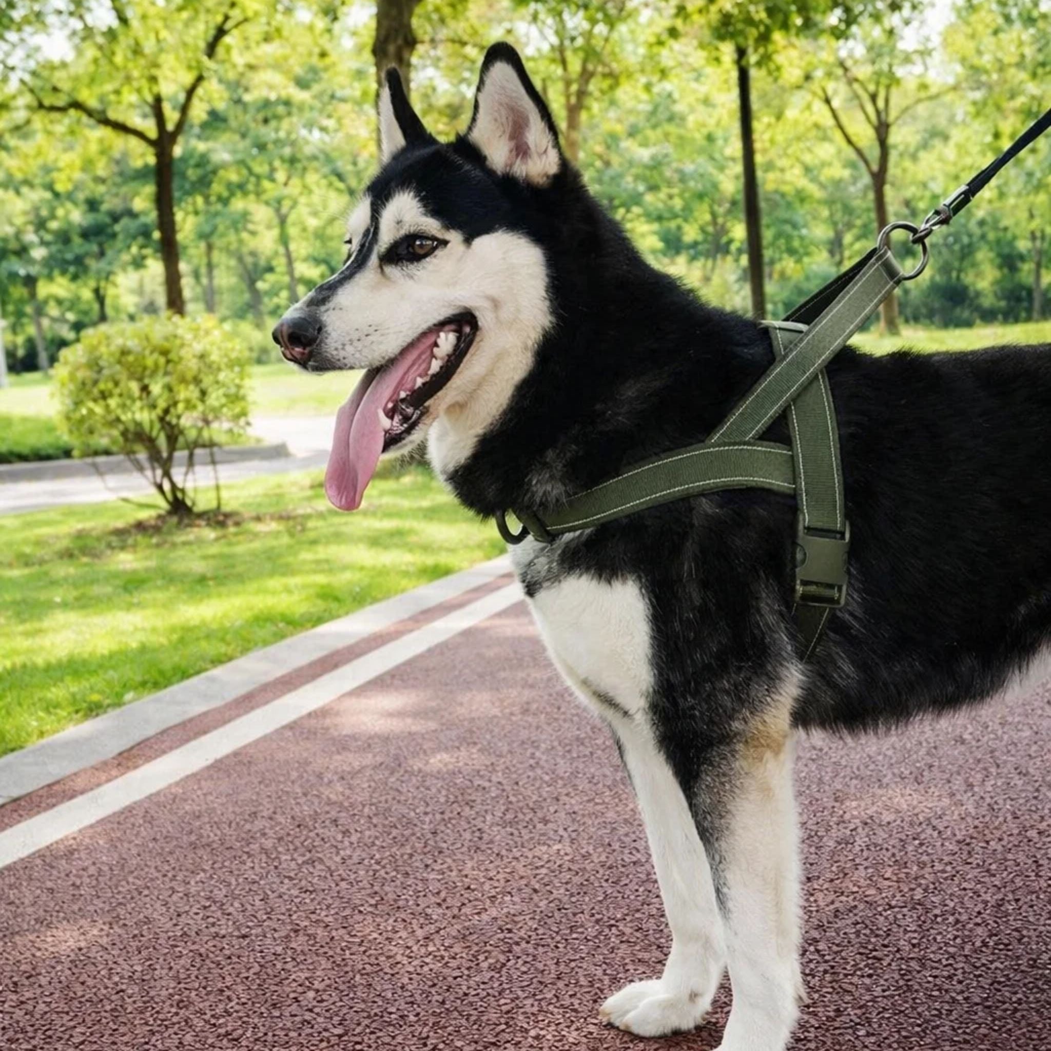 Dog Harness | No-Pull, Adjustable | Delphine, All Sizes