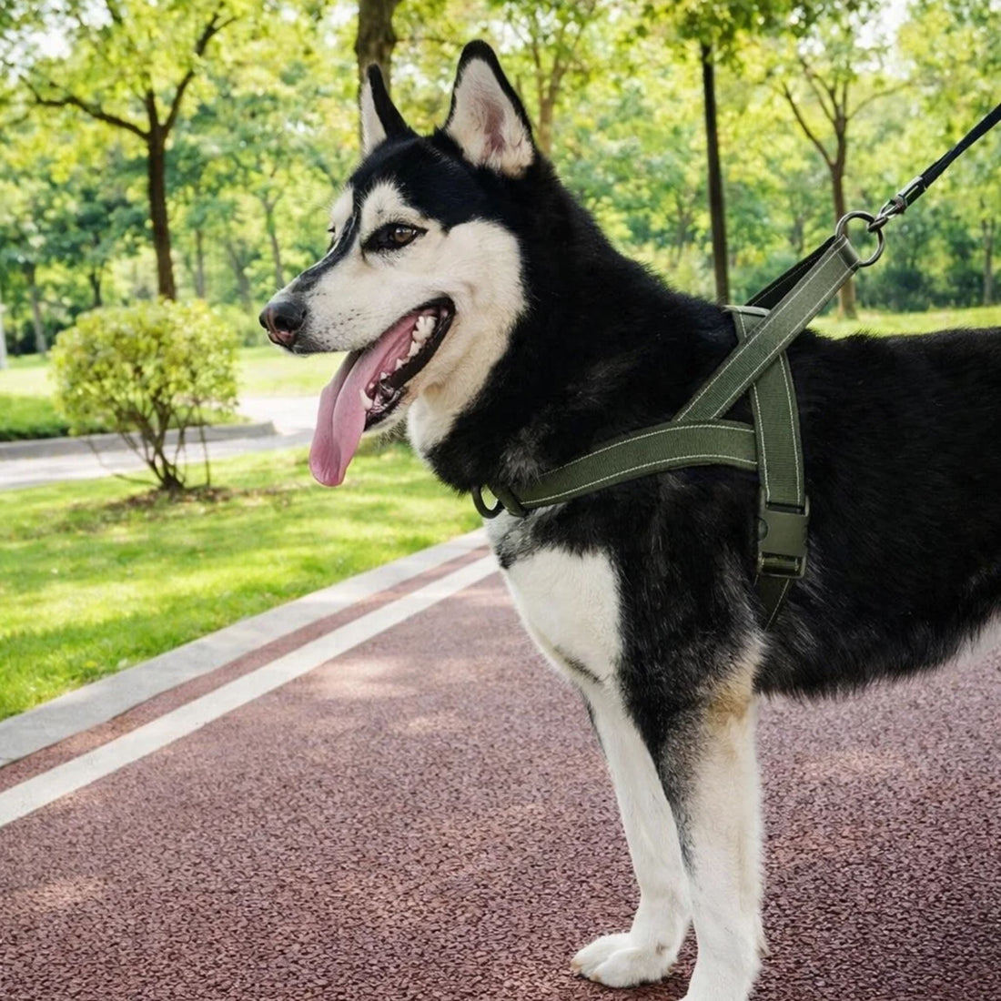 Dog Harness | No-Pull, Adjustable | Delphine, All Sizes