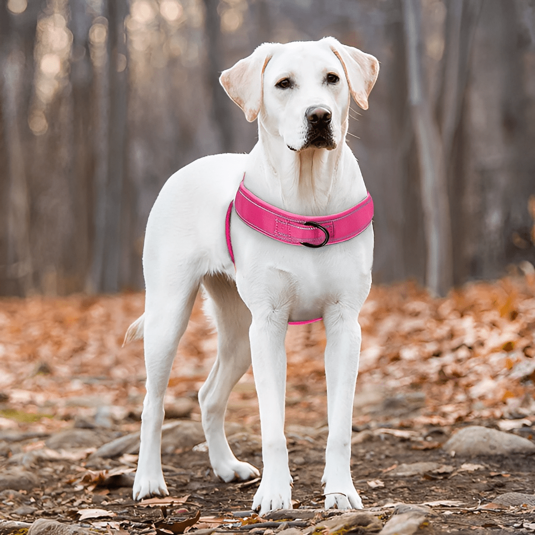 Dog Harness | No-Pull, Adjustable | Delphine, All Sizes