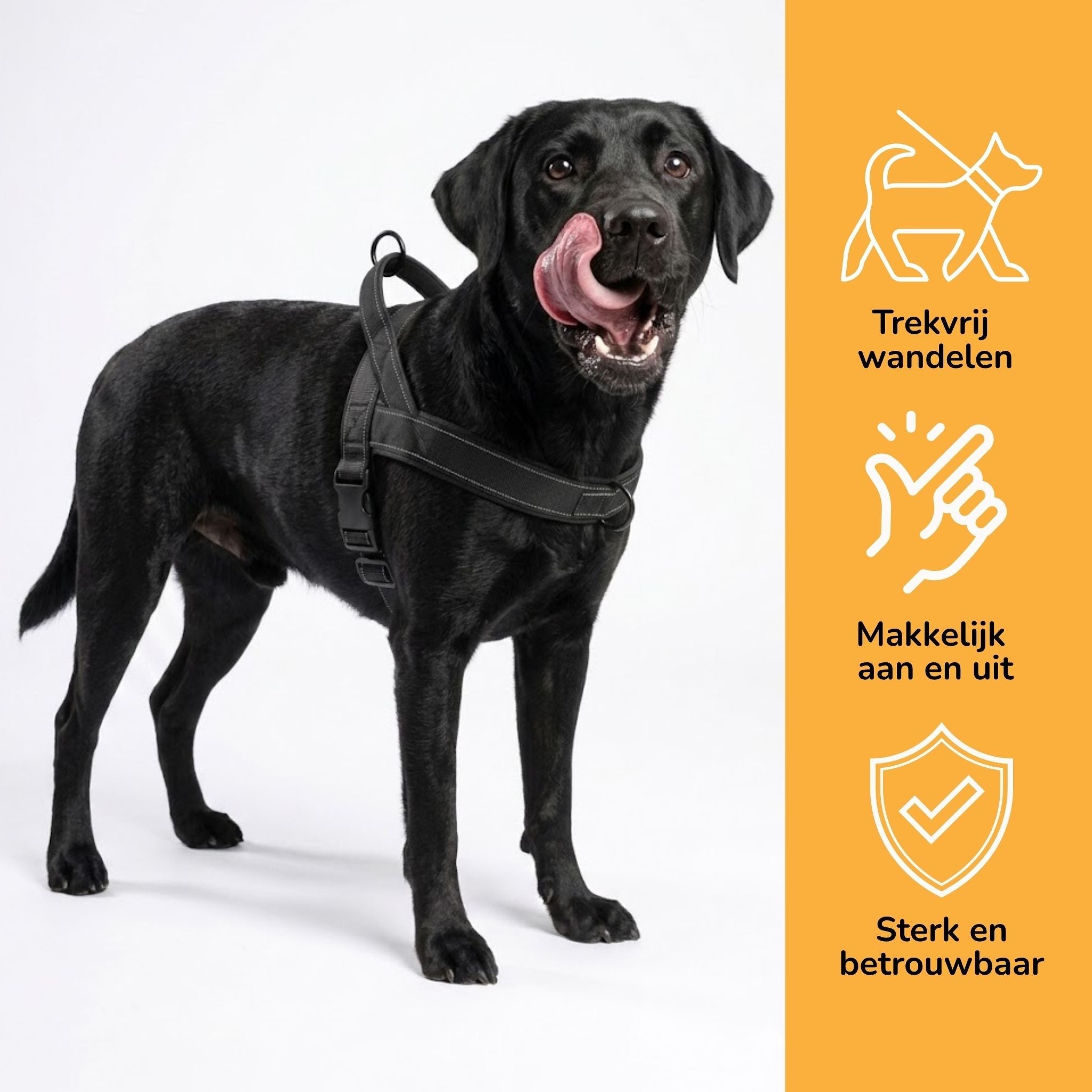 Dog Harness | No-Pull, Adjustable | Delphine, All Sizes