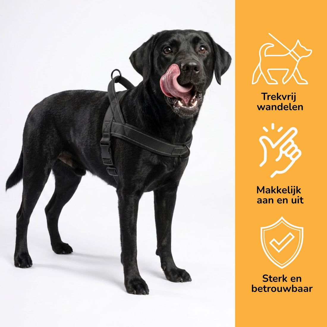 Dog Harness | No-Pull, Adjustable | Delphine, All Sizes